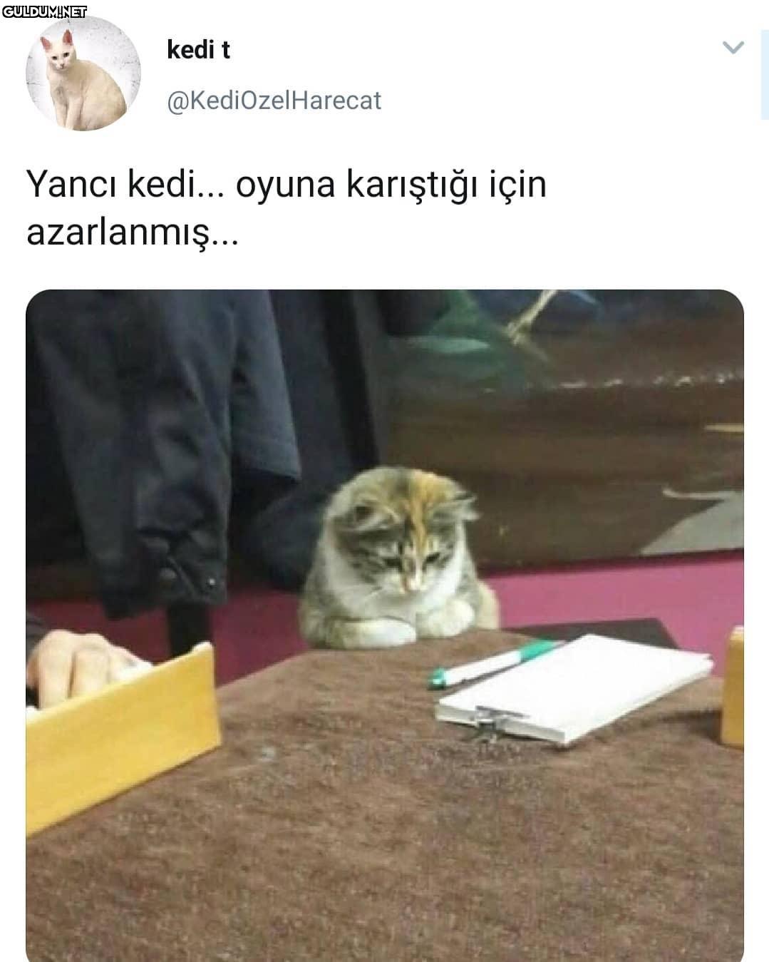 kedi t @KediOzelHarecat...