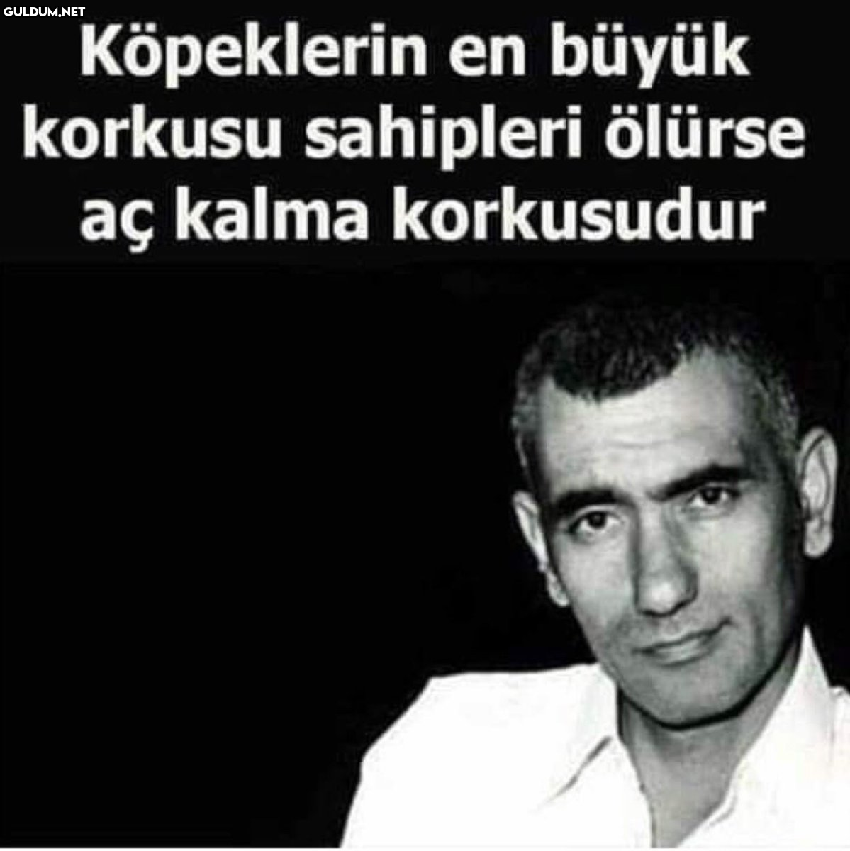 Köpeklerin en büyük...
