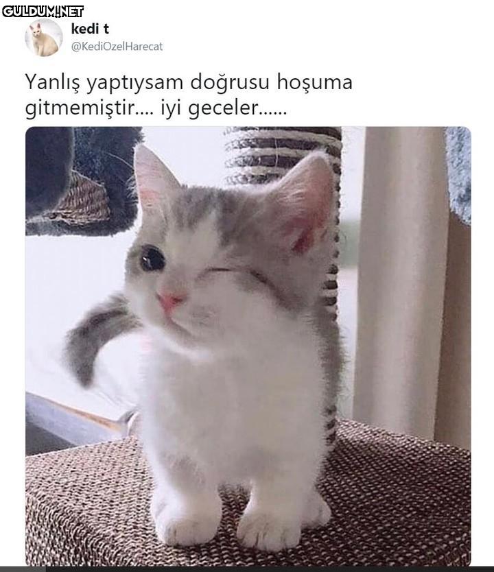 kedi t @KediOzelHarecat...