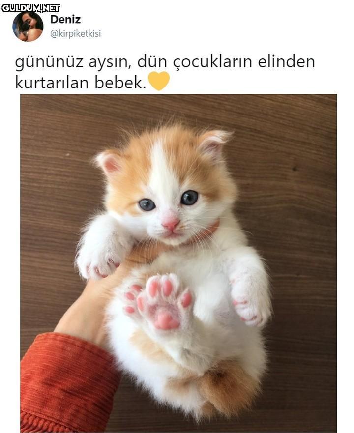 Deniz @kirpiketkisi...