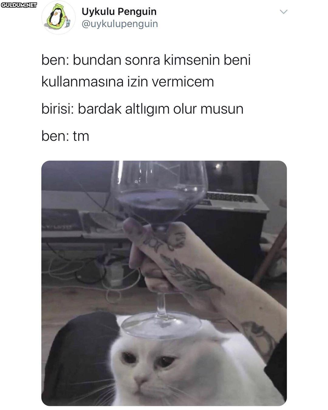 Uykulu Penguin...