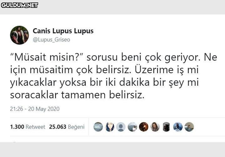 Canis Lupus Lupus...