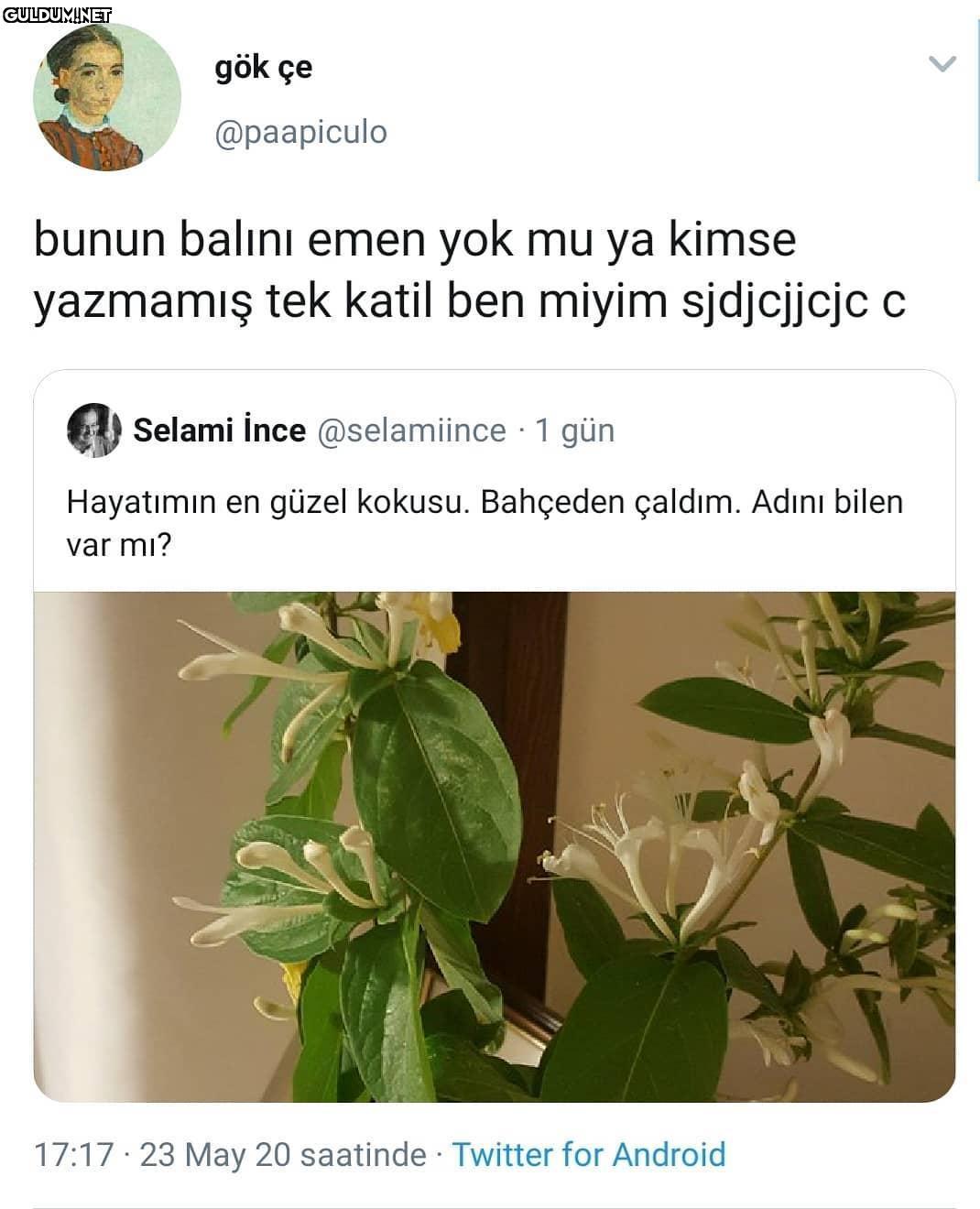 Hanımeli değil mi bu ya...