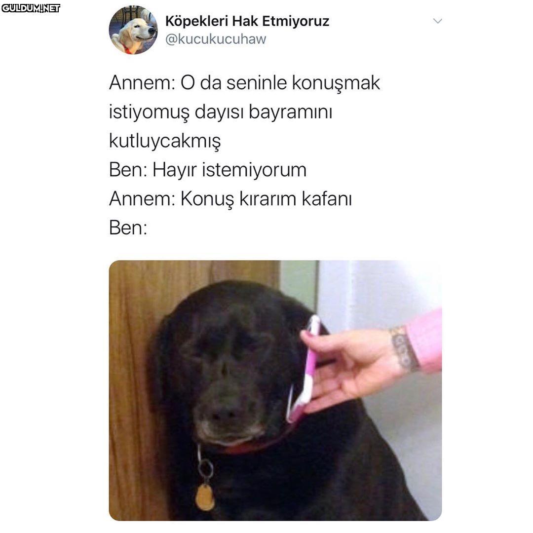Köpekleri Hak Etmiyoruz...