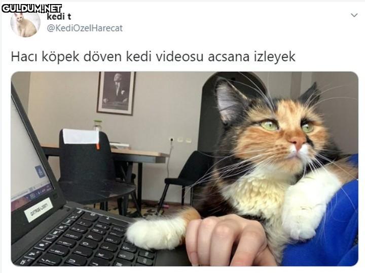 kedi t @KediOzelHarecat...