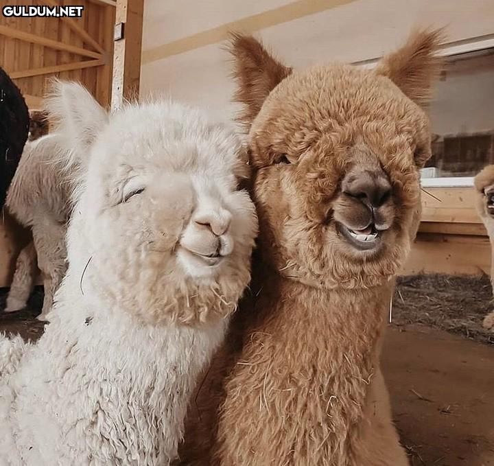 Günaydın 😊
-
📷...