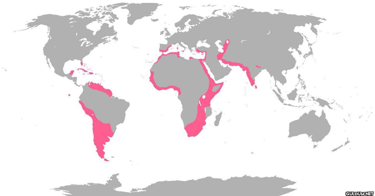 8. Global distribution of flamingos