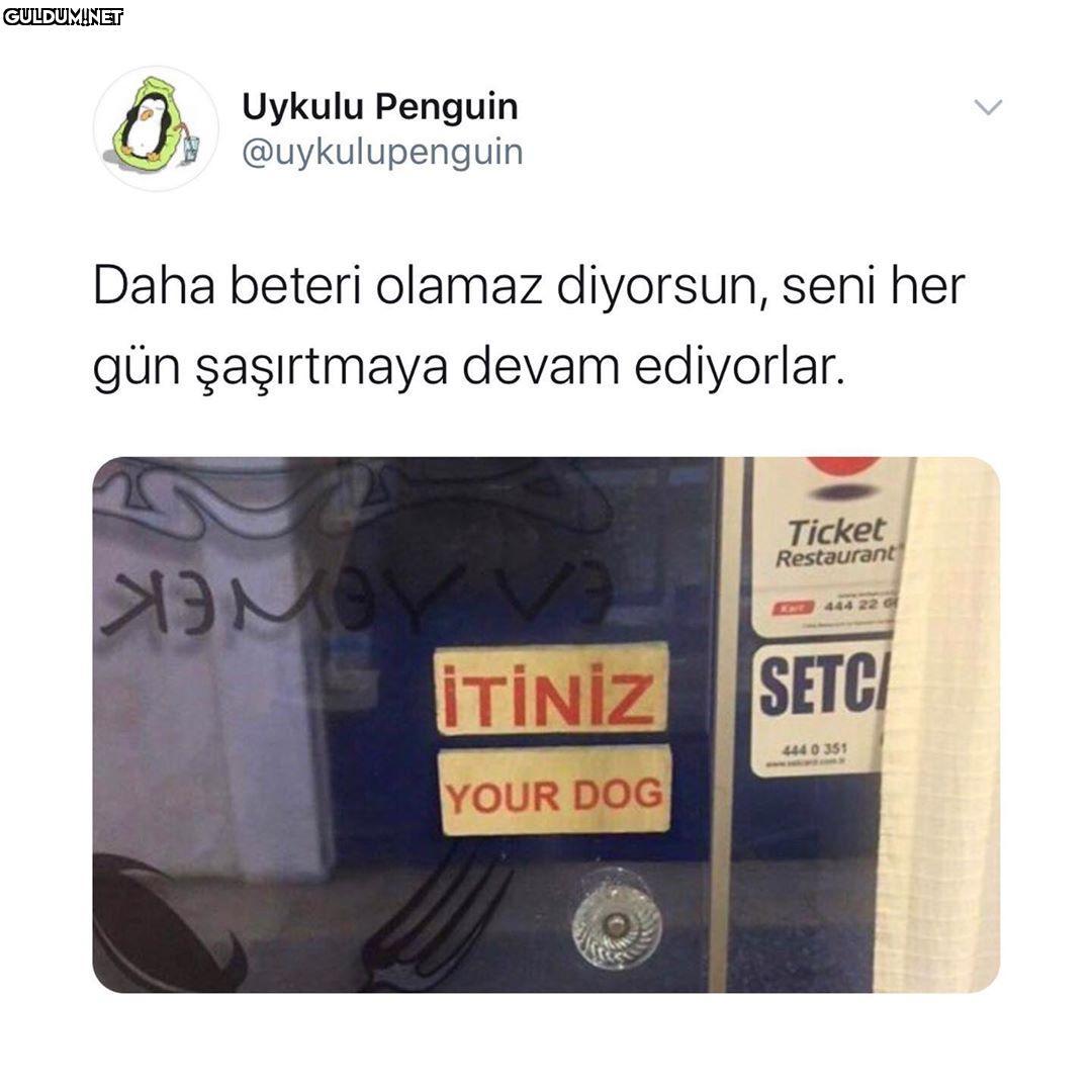 Uykulu Penguin...