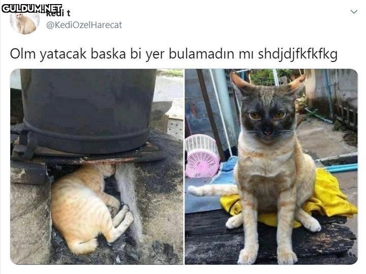 Yazık la 😔 kedi t...