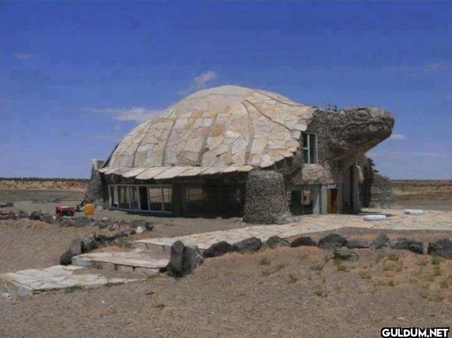 9. Turtle building