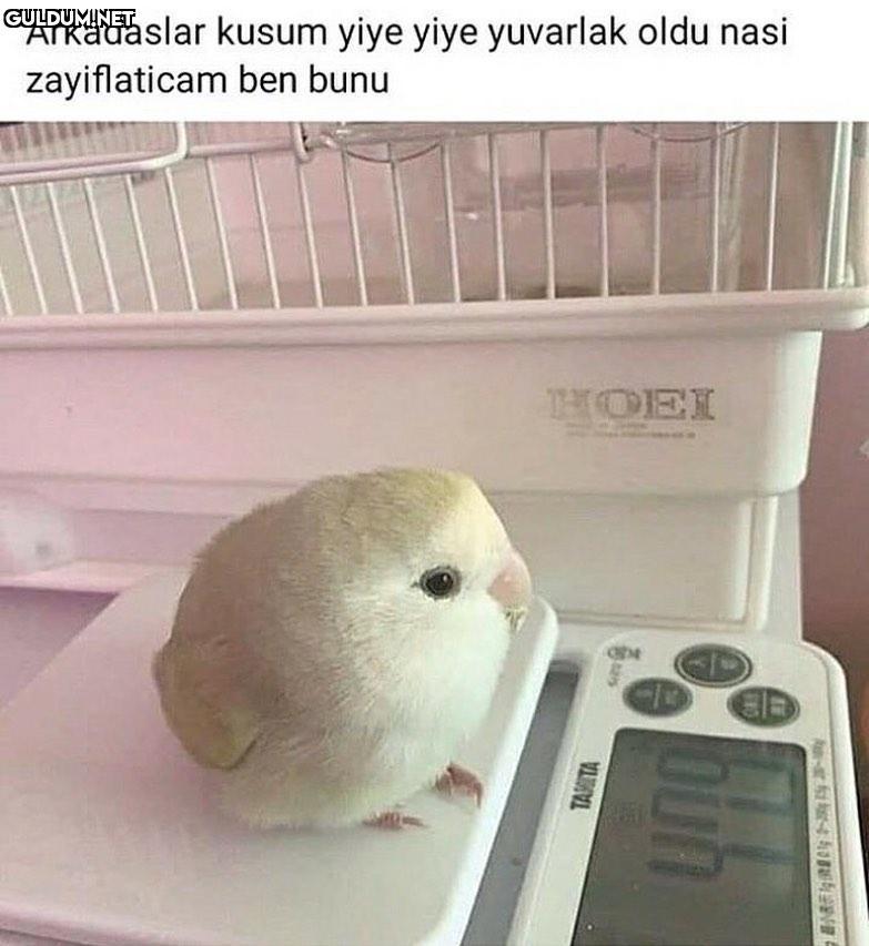 tipe bak hüpletirim seni...