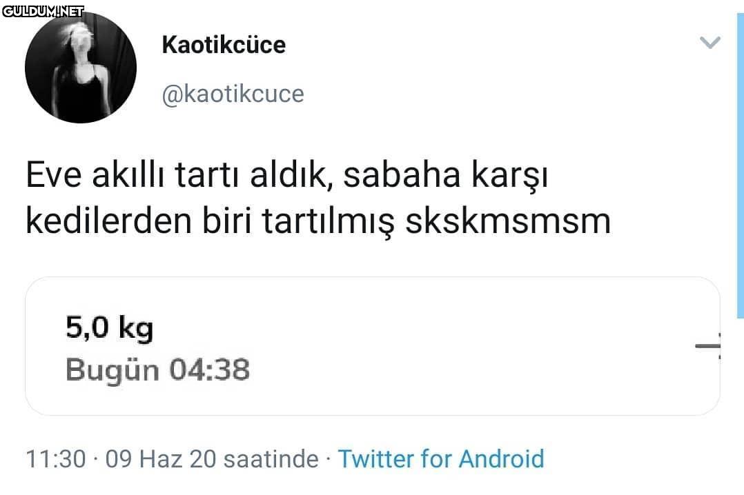 ya kedi değilse ......