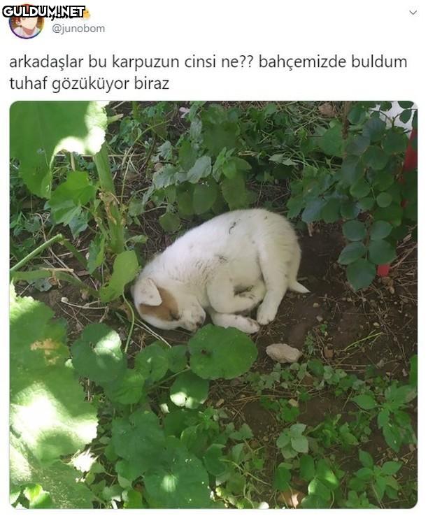 İşte o beyaz çıkan karpuz...