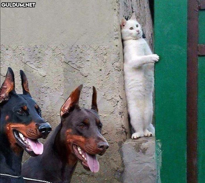 Köşebaşları tutulmuş...