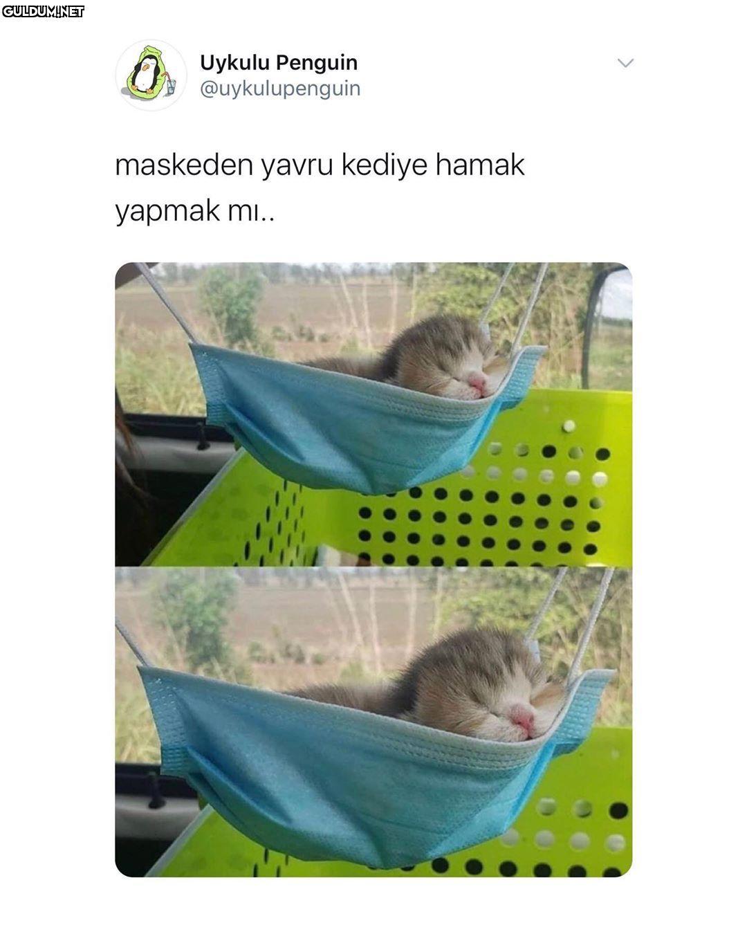 Uykulu Penguin...