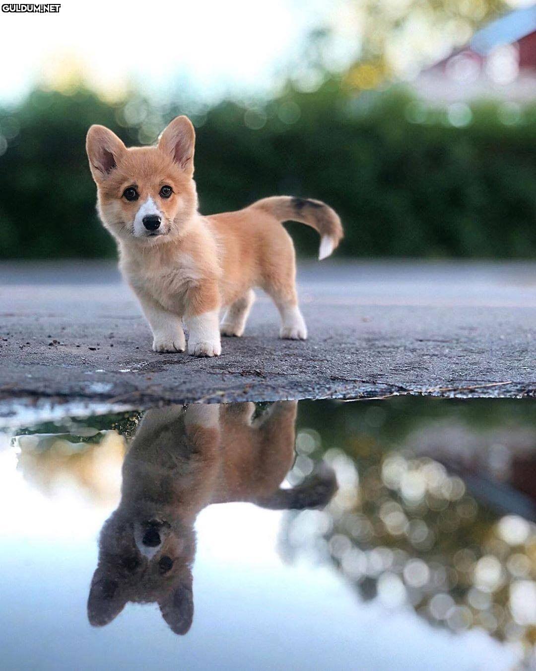 Günaydın 😊
-
📷 @eltonthecorgi
-