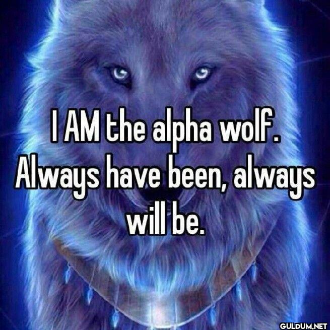 I AM the alpha wolf....