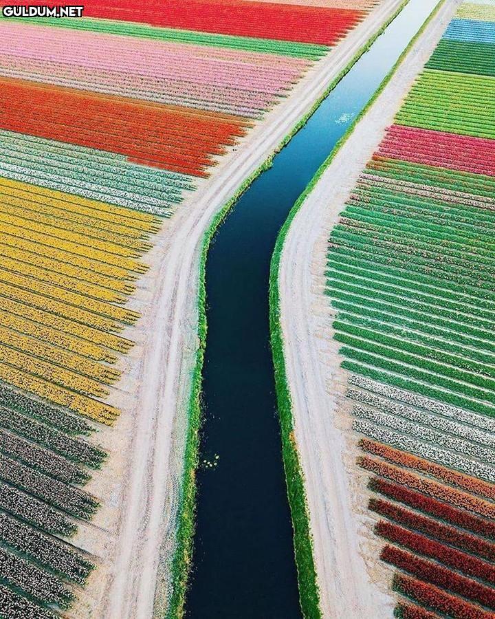 Lisse, Hollanda -
📹 @erikhageman
-