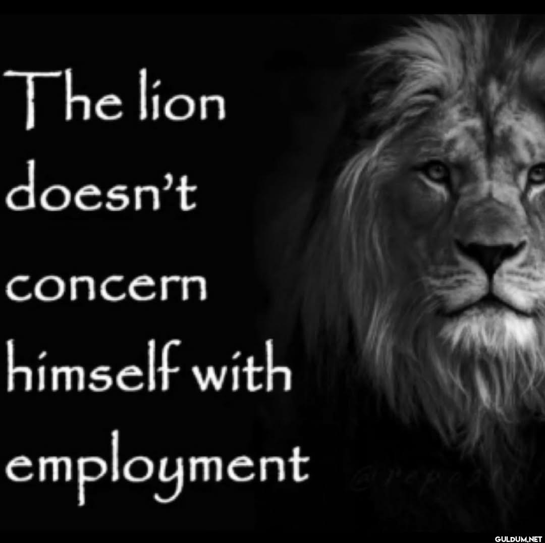 The lion doesn't concern...