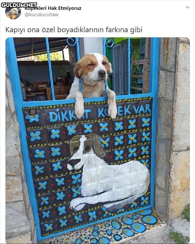 Köpekleri Hak Etmiyoruz...