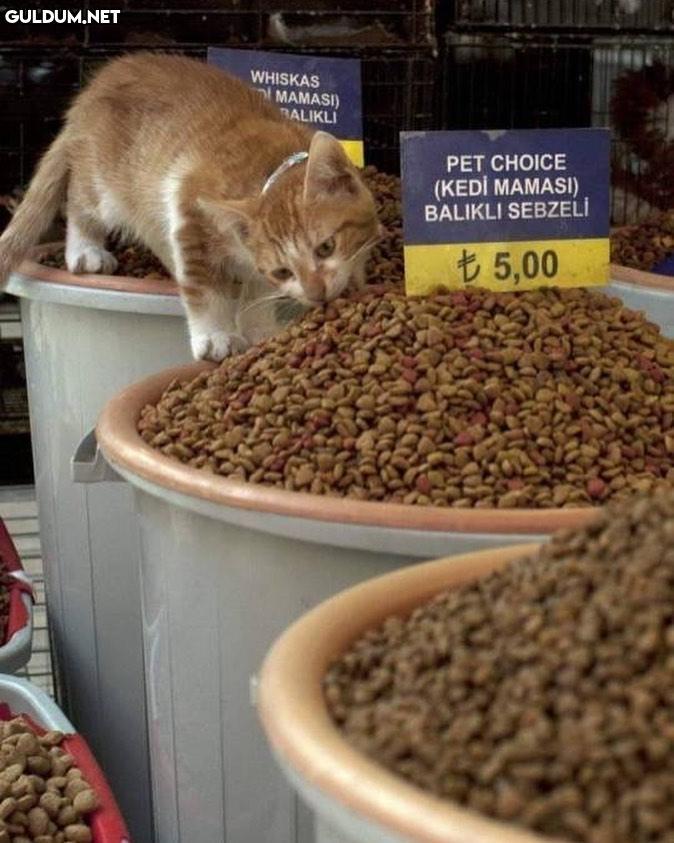 dalından yiyeceksin asıl...