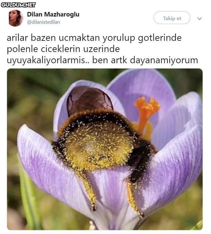 Dilan Mazharoglu Takip et...