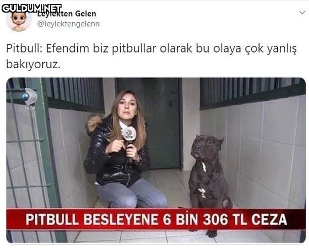Leylekten Gelen...