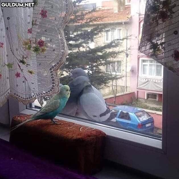 Aşk-ı Memnu Beşir 600000