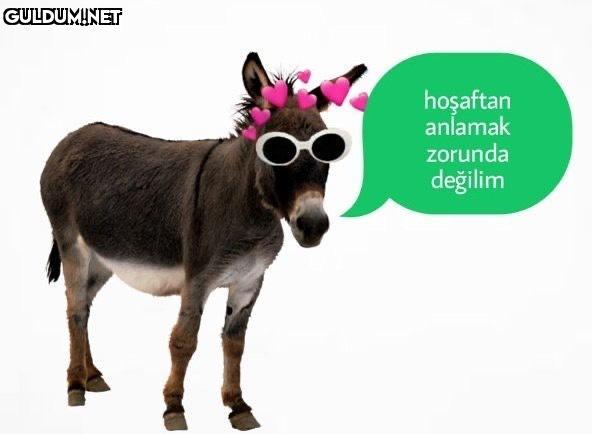 hoşaftan anlamak zorunda değilim