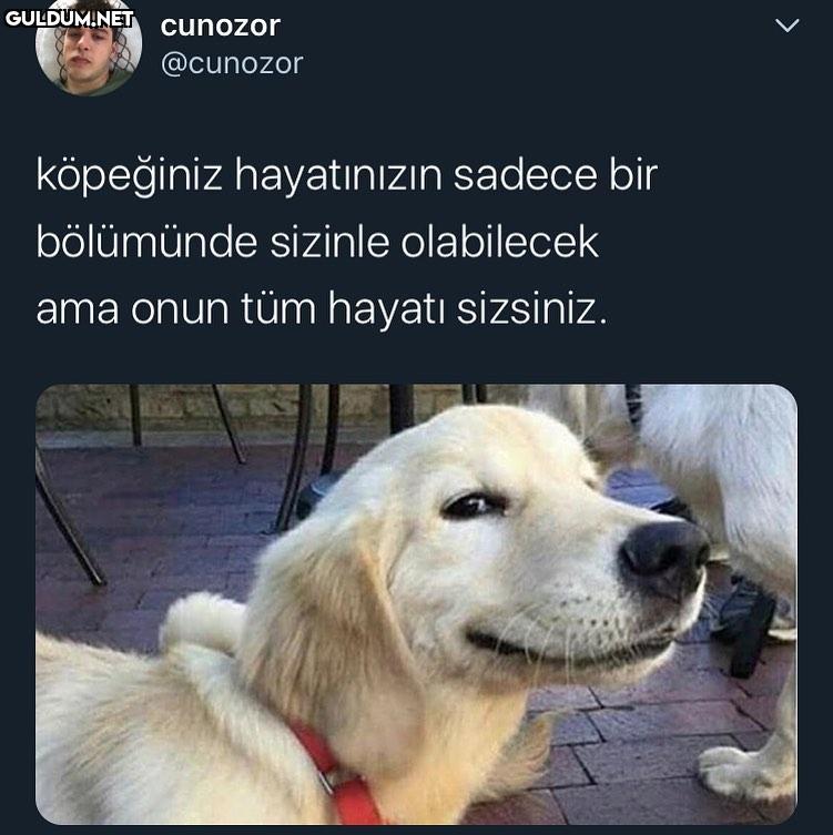 şu sıralar hayvana şiddet...