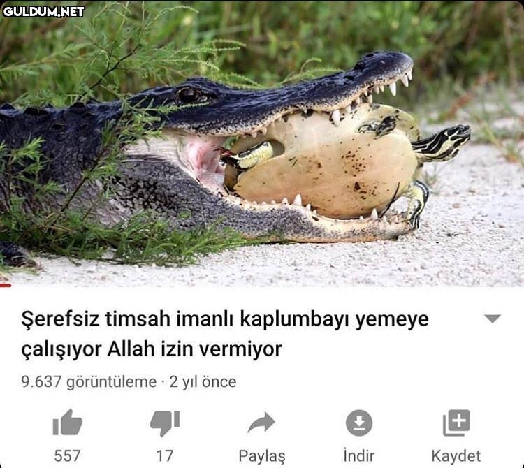 Şerefsiz timsah imanlı...