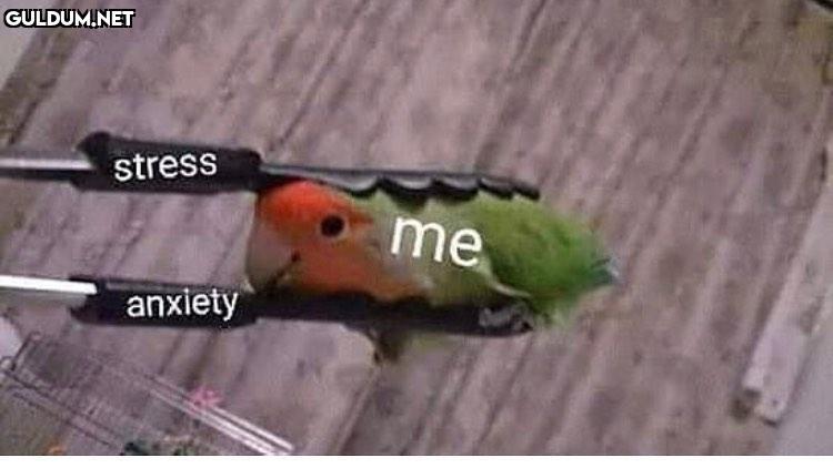 stress me anxietymaşaya...