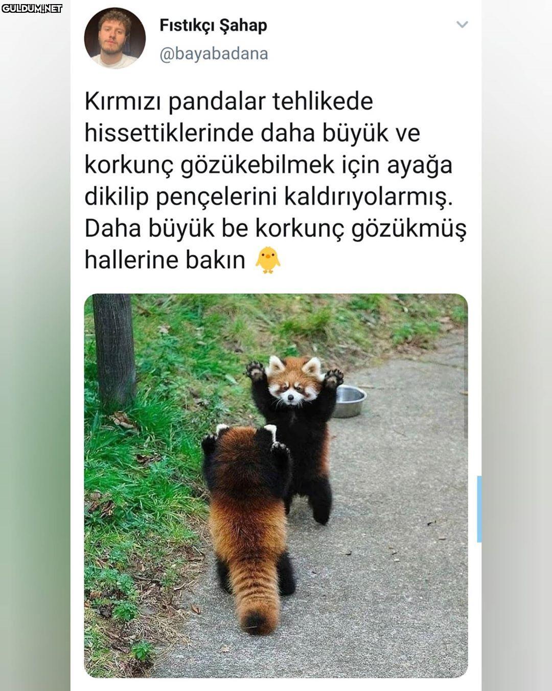 Fıstıkçı Şahap @bayabadana...