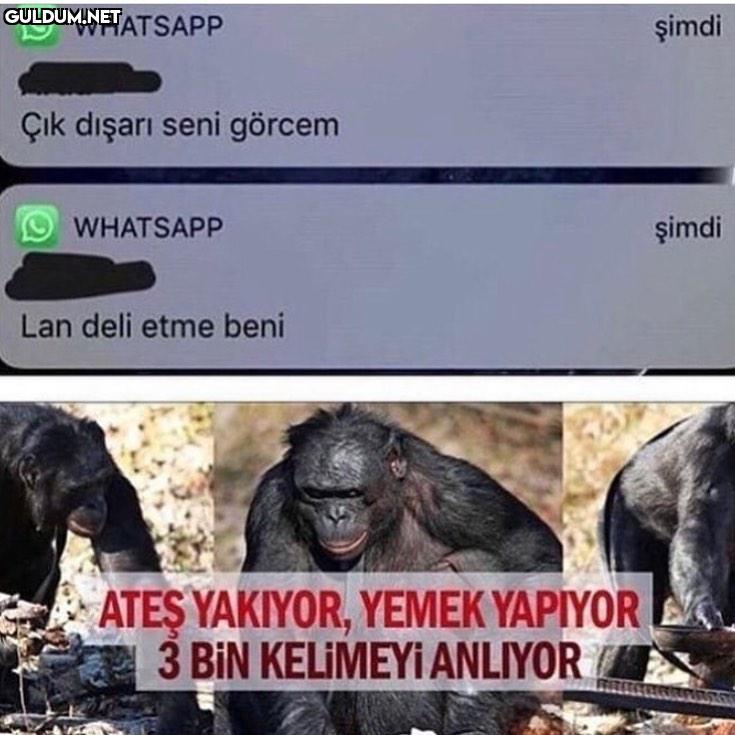 WHATSAPP şimdi Çık dışarı...