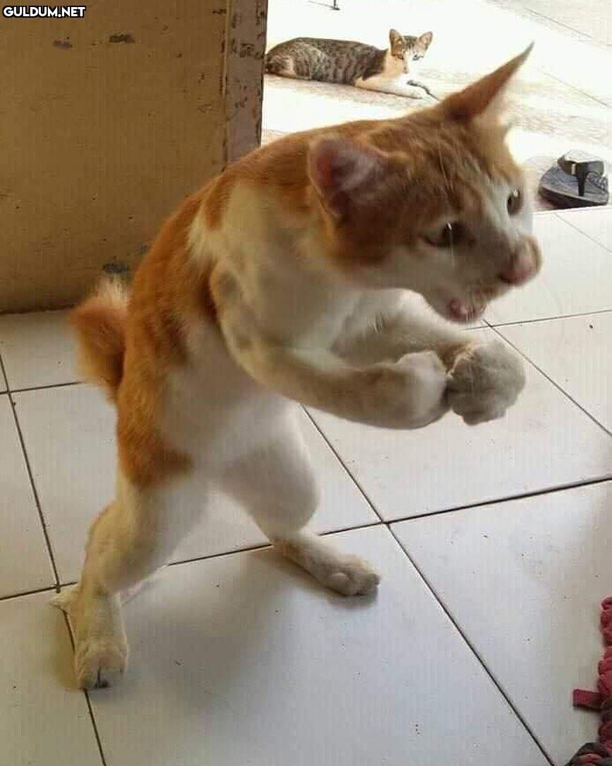 Yav Kur'an evliya çarpsın...