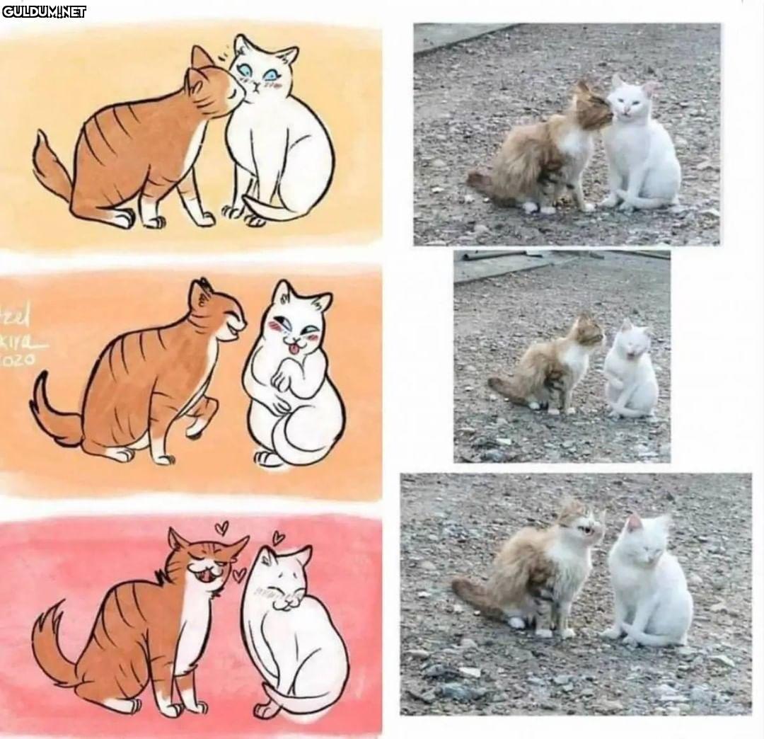 Oğlun bi ev kedisine aşık...