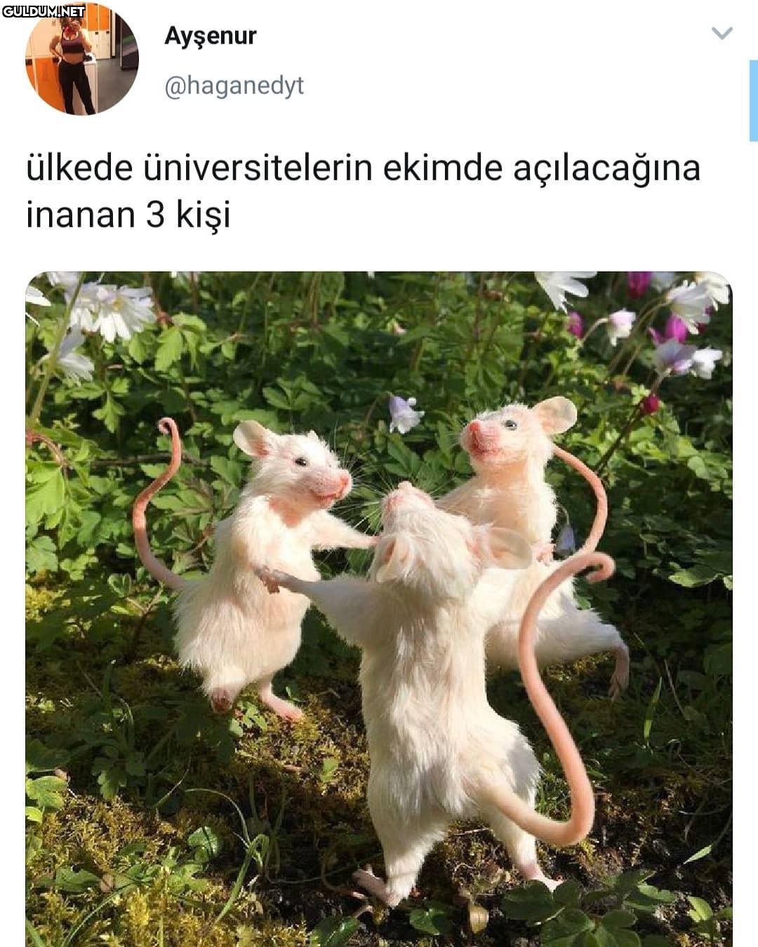 Ayşenur @haganedyt ülkede...