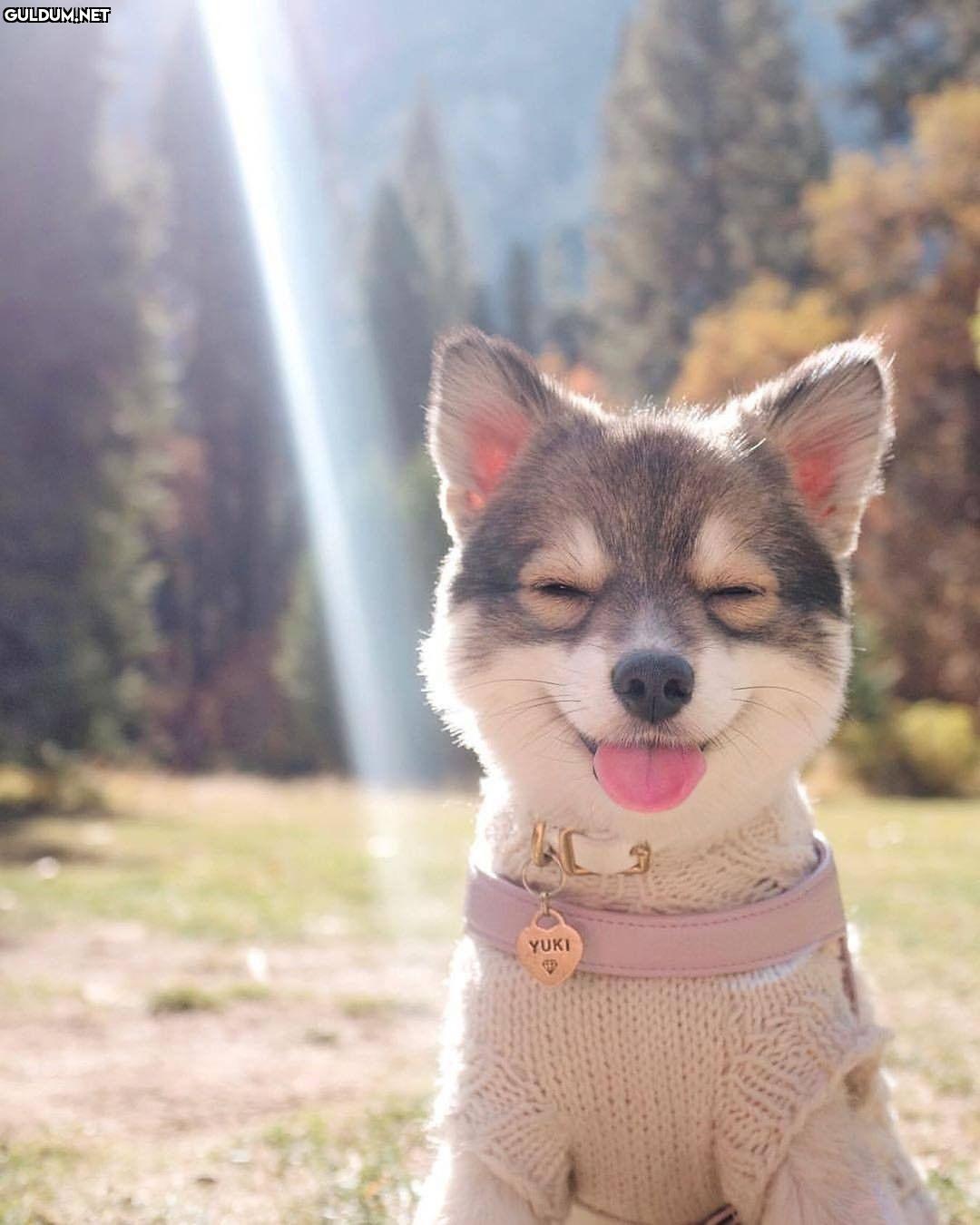 Günaydın 😊
-
📷 @yukipomsky
- YUKI