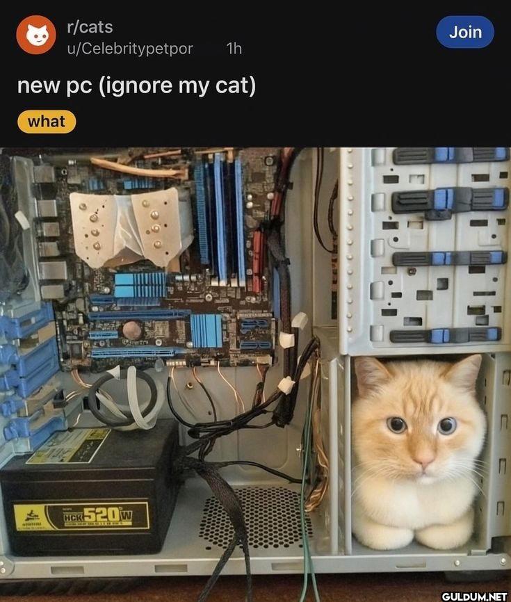 B r/cats u/Celebritypetpor...