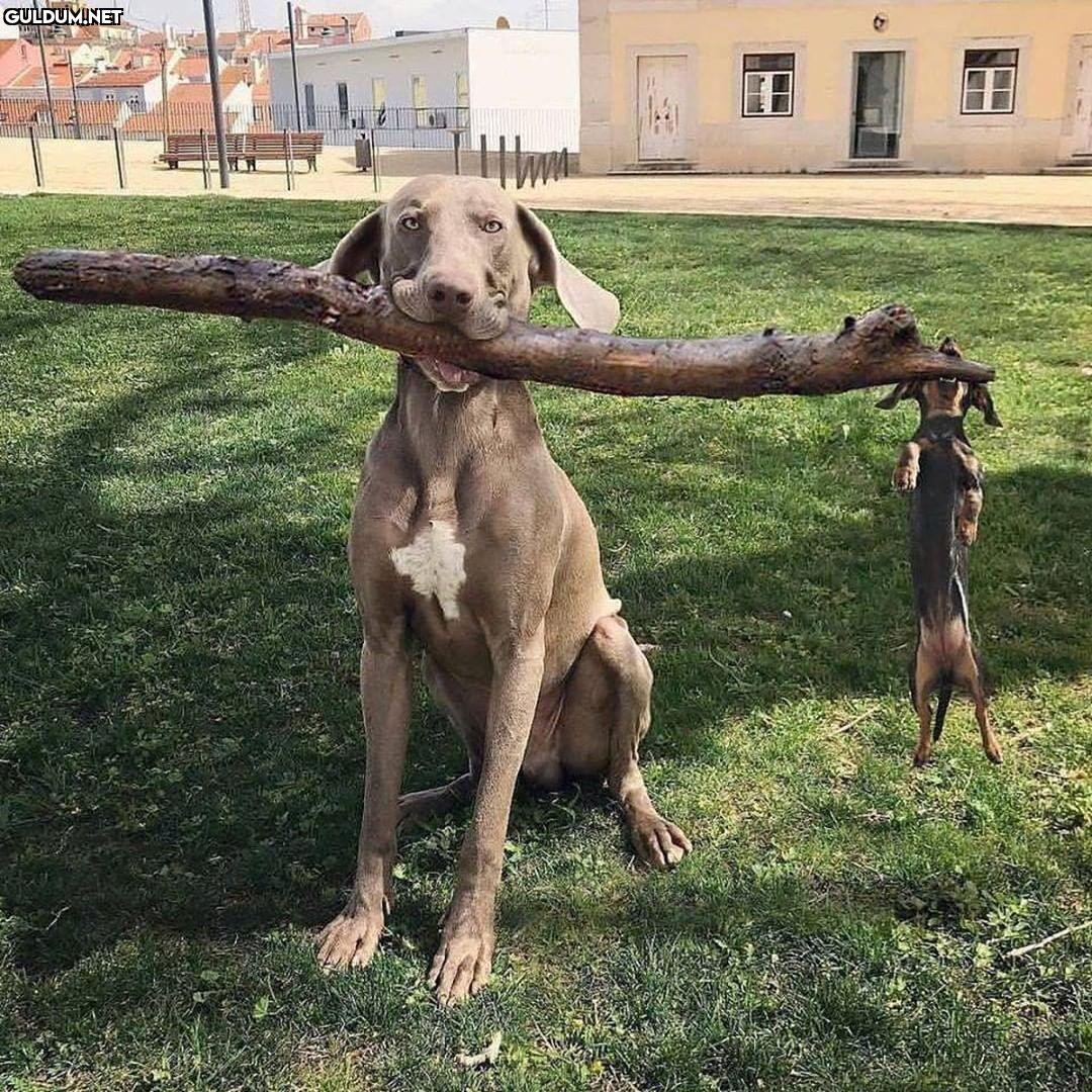 Günaydın 😊