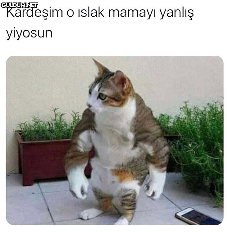 Kardeşim o ıslak mamayı...