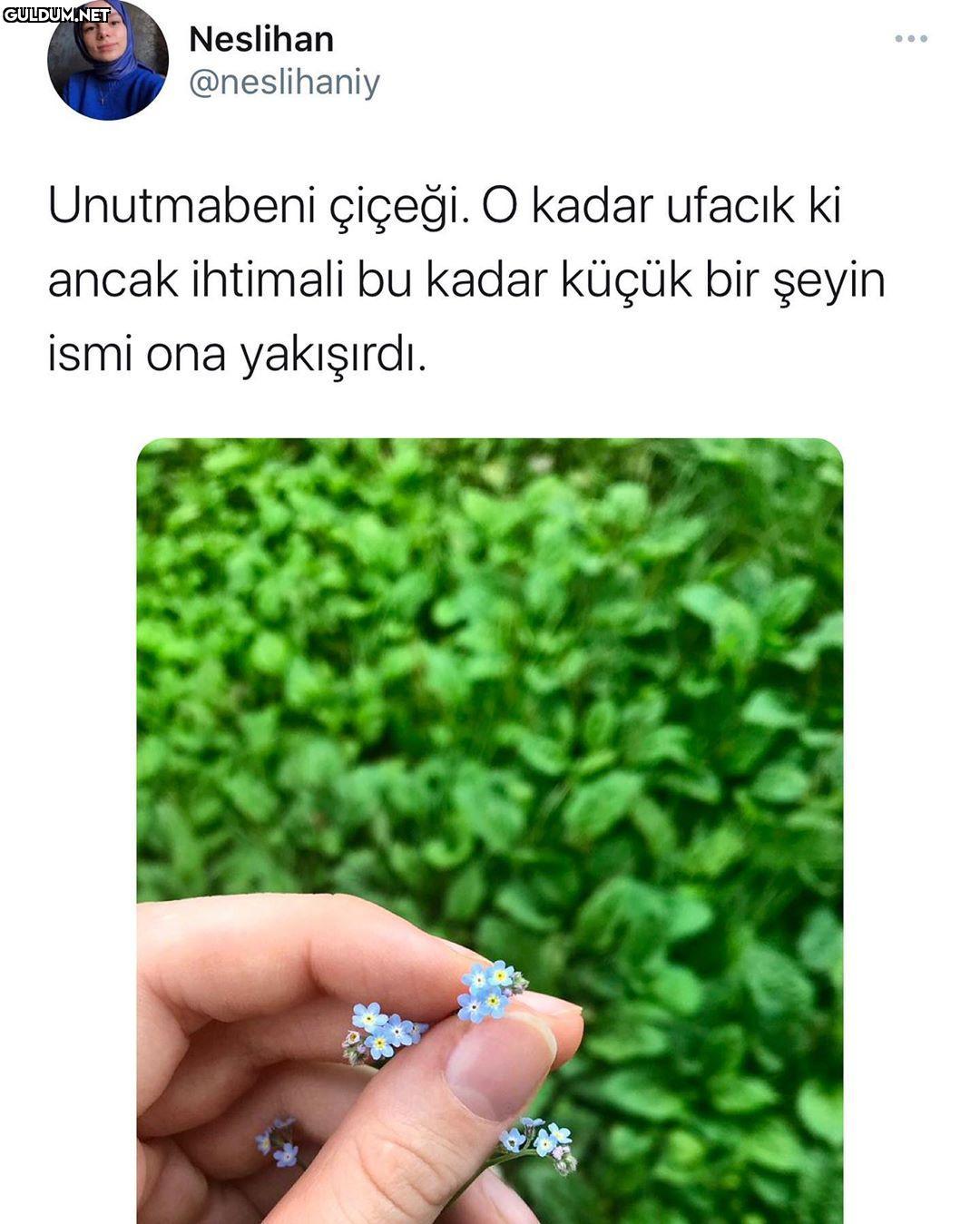 Neslihan ... @neslihaniy...