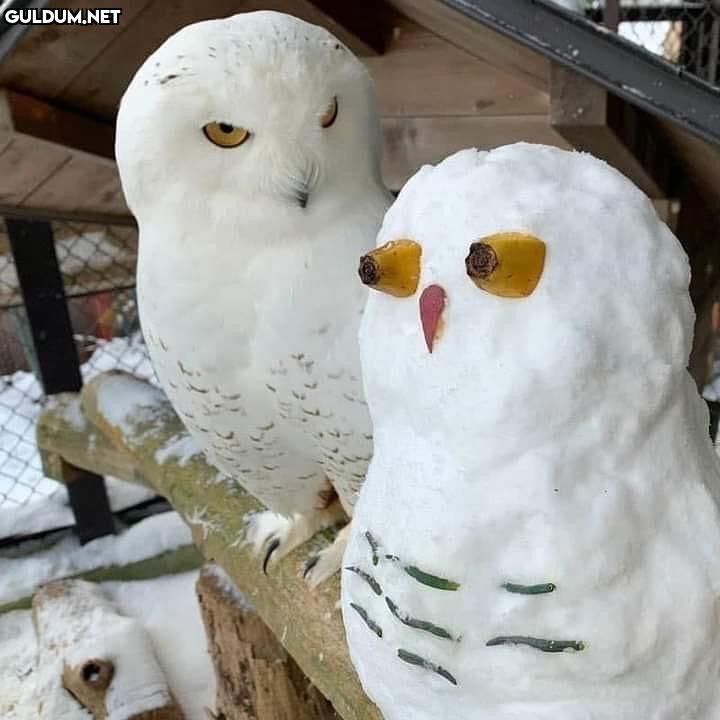 anlamsız fotoğraflar 4994