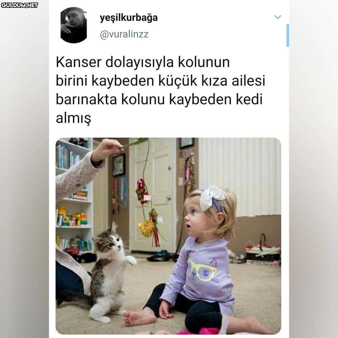 yeşilkurbağa @vuralinzz...