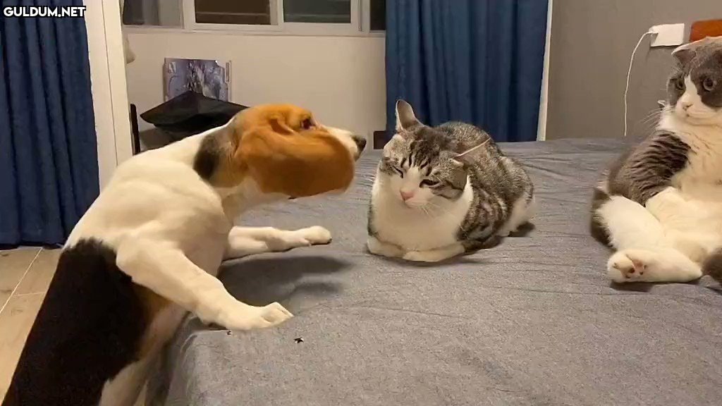 Sağdaki kedi Gdhssjaj...