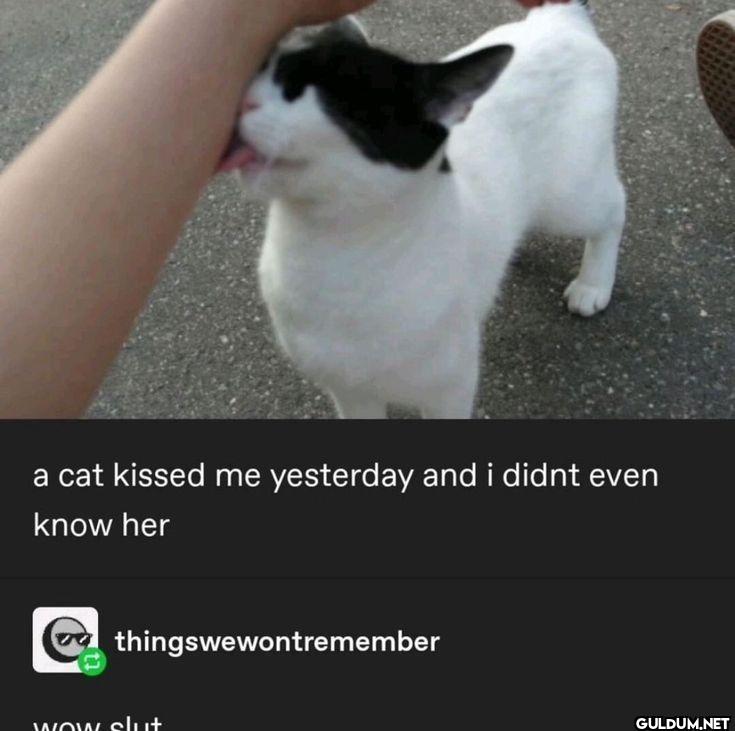 a cat kissed me yesterday...