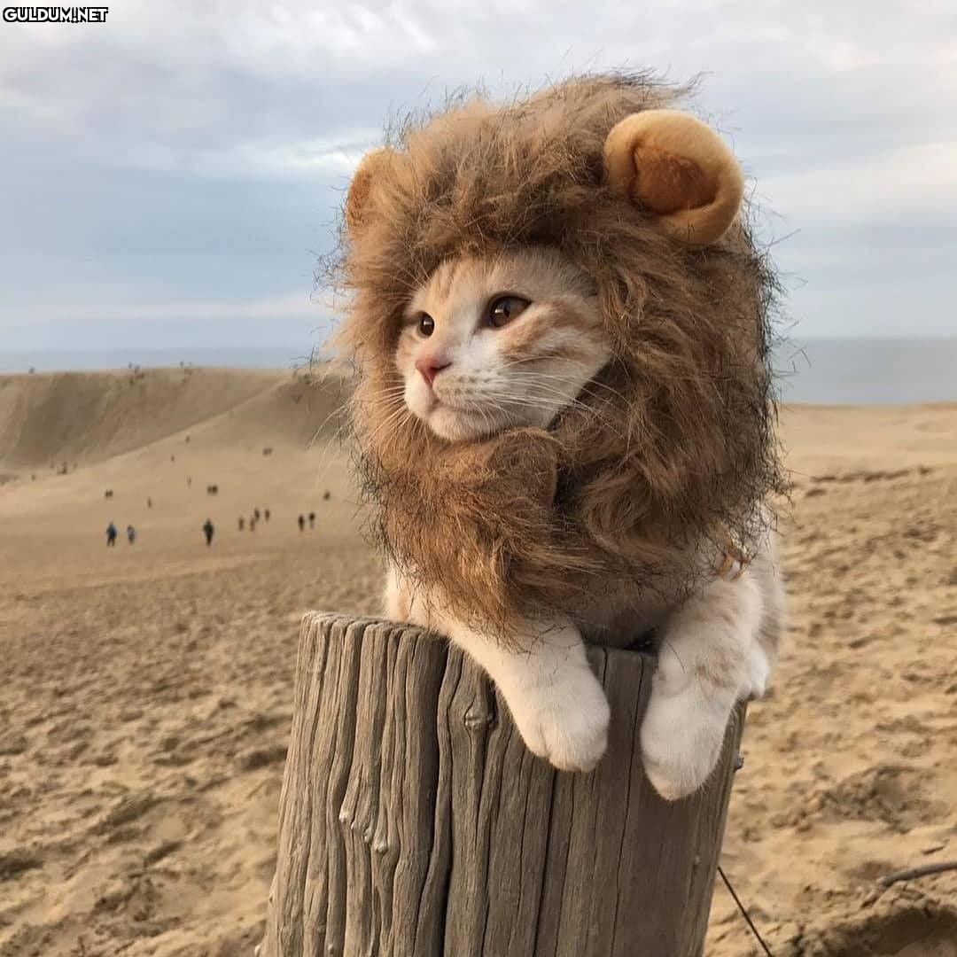 Günaydın 🐾 🦁
-
📸...