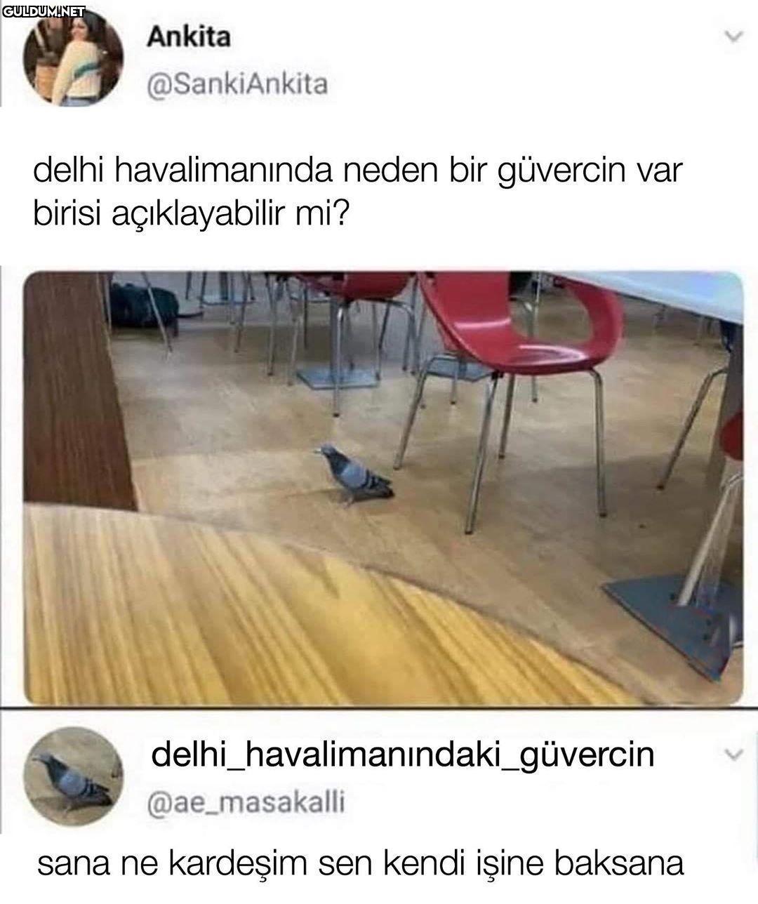 adamsın güvercin Ankita...