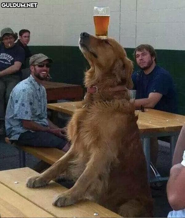 Müzeyyen Senar’ın köpeği ...