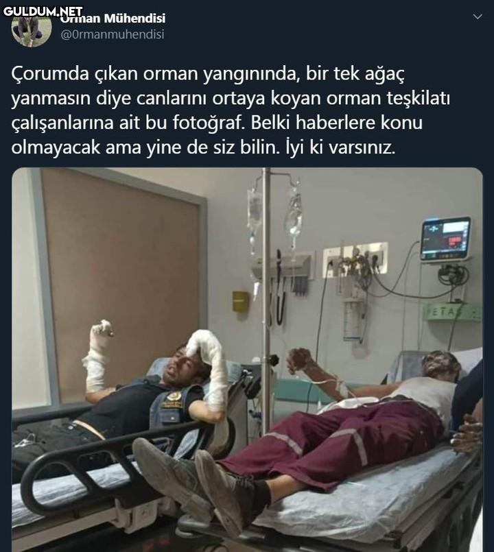 Orman Mühendisi...